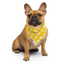 Dog Bandana - Yellow Daisy
