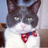 Pet Bow Tie - Victory Red & White Stars Cat Collars 