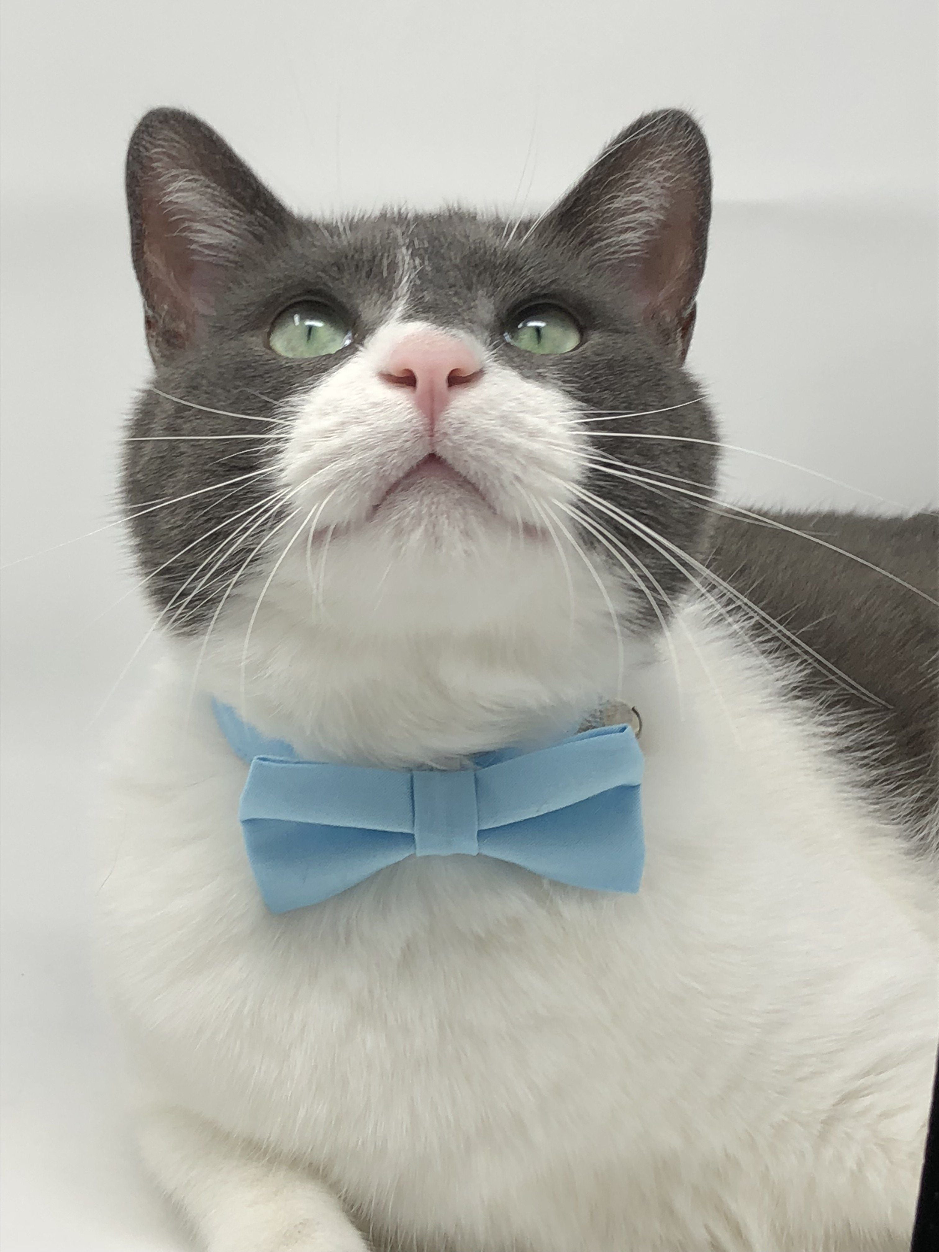 Pet Bow Tie - Baby Blue Cat Collars 