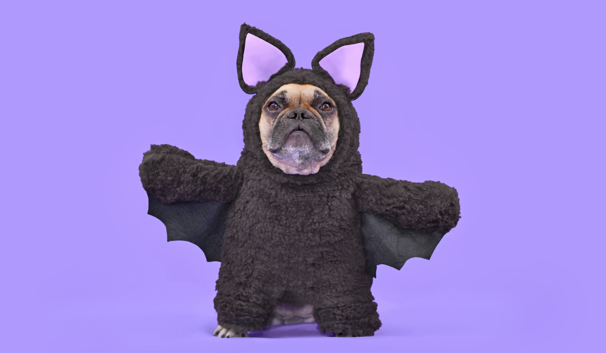 10 TRENDY HALLOWEEN COSTUMES FOR YOUR CAT OR DOG [2023]