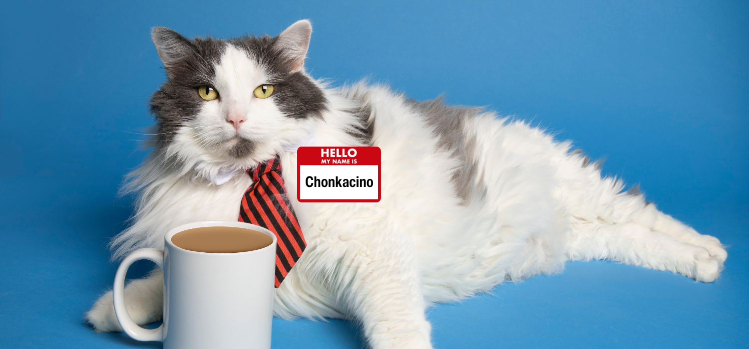 175+ Funny Cat Names & Cat Name Puns