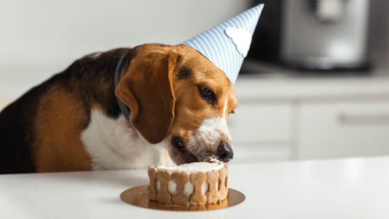 dog cake for birthday blog