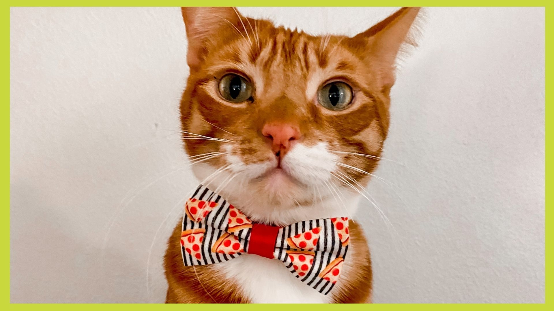 Cat Collars | Cat Collar with Bell