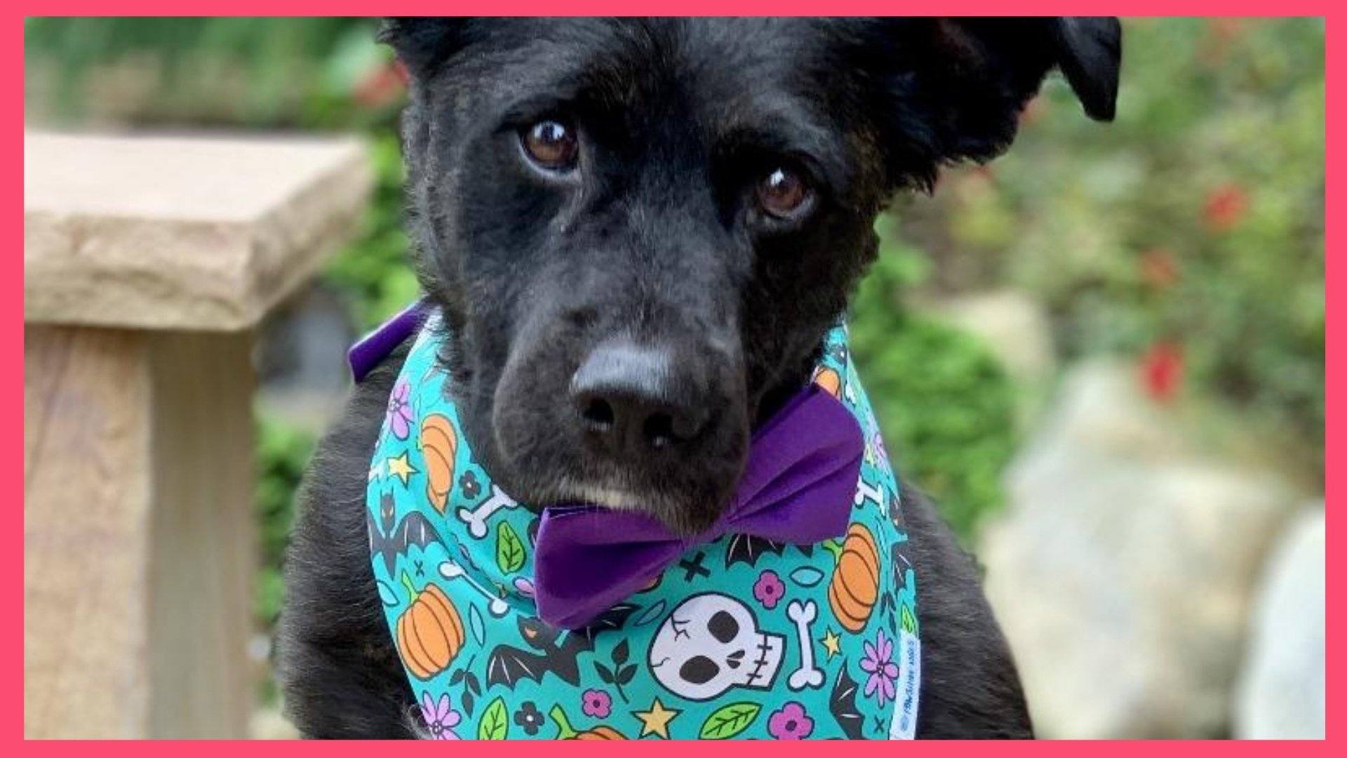 Dog Bandana with Bats and Skulls