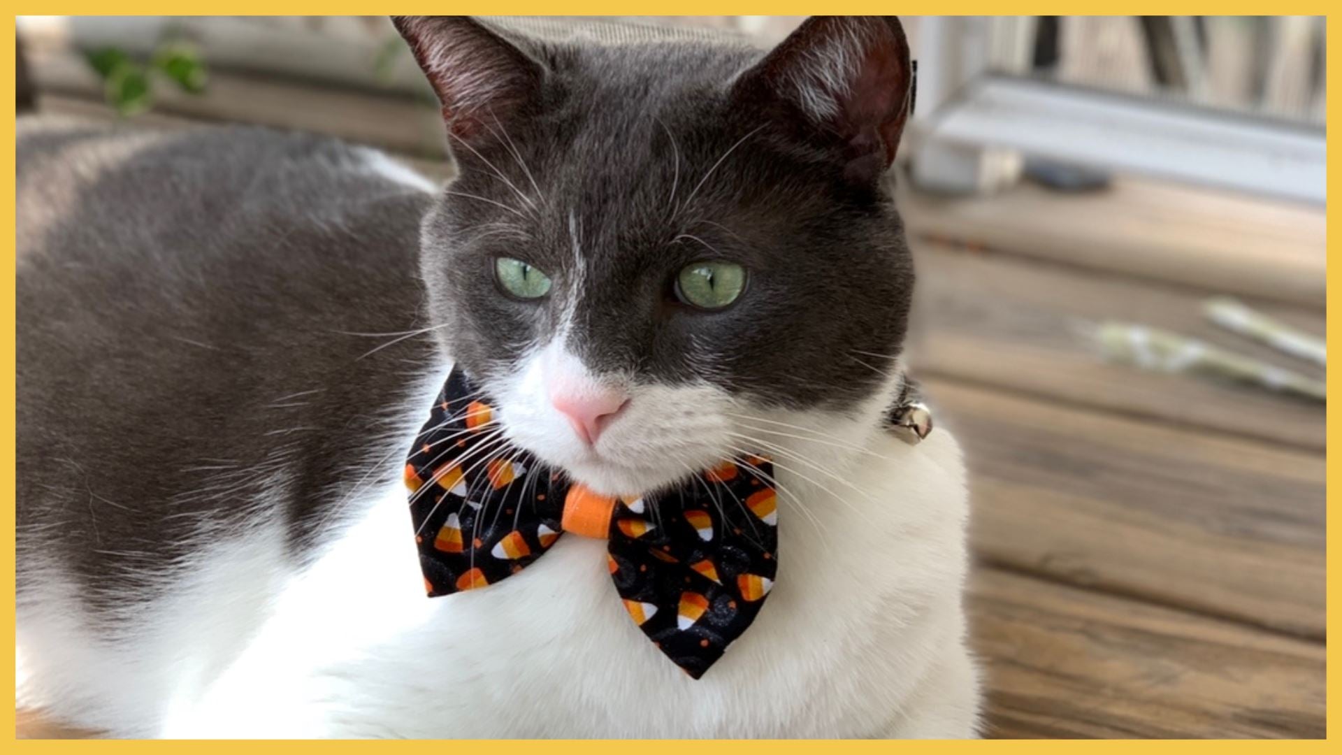 Halloween Cat
