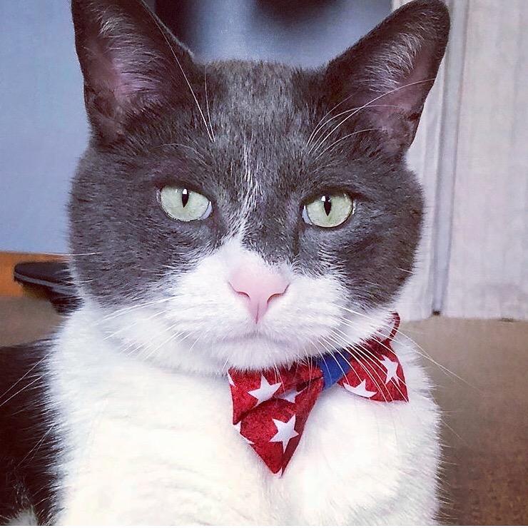 Pet Bow Tie - Victory Red & White Stars Cat Collars 