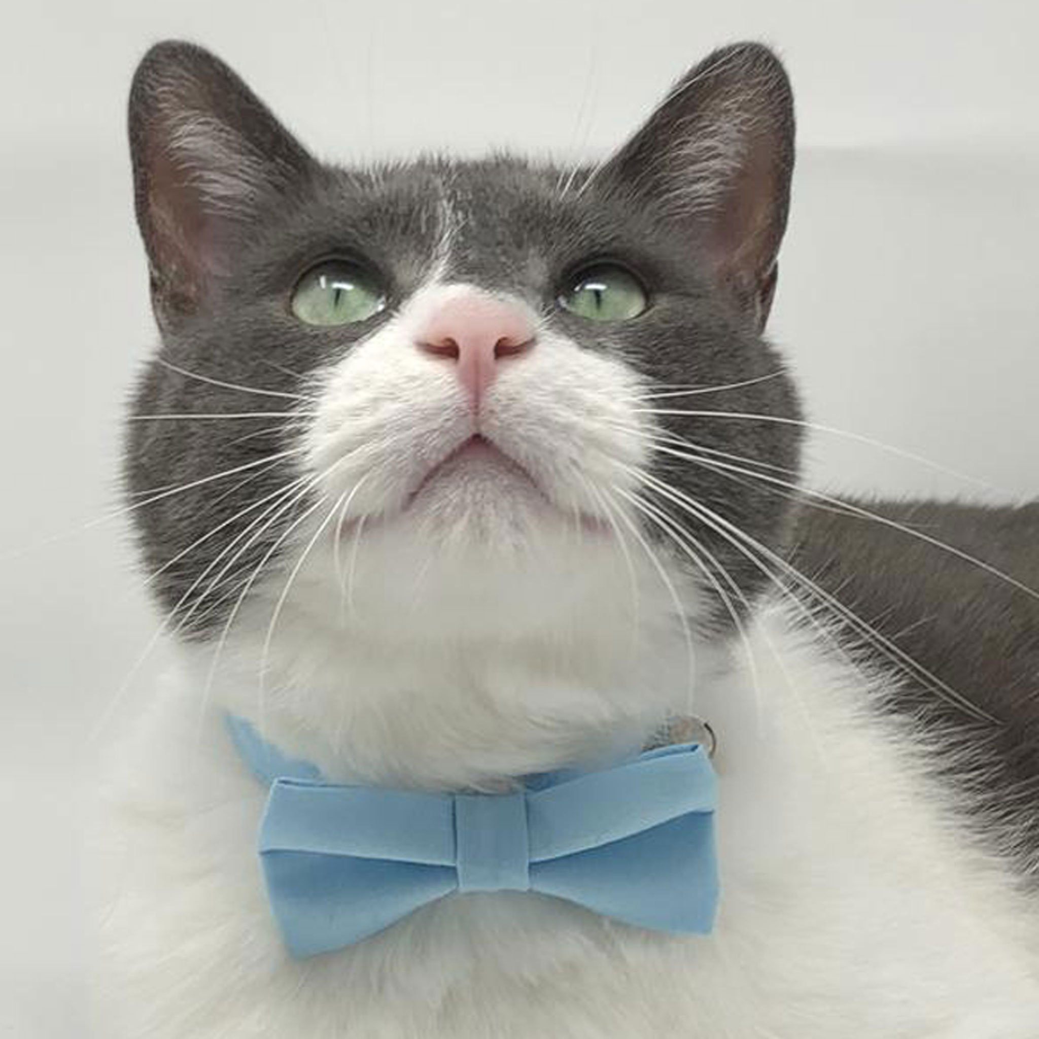 Pet Collar - Baby Blue Cat Collars 
