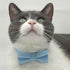 Kitten Collar - Baby Blue Cat Collars 