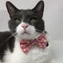 Summer Cat Bow Tie | Cat with Bow Tie