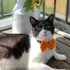 Orange Pet Bow Tie | Halloween Bow Tie for Cats