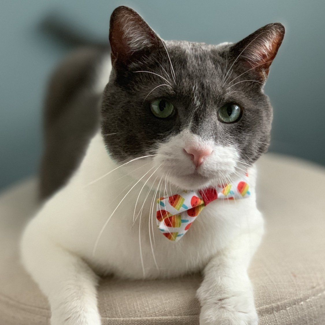 Shop Cat Bow Tie | Summer Cat Bow Tie