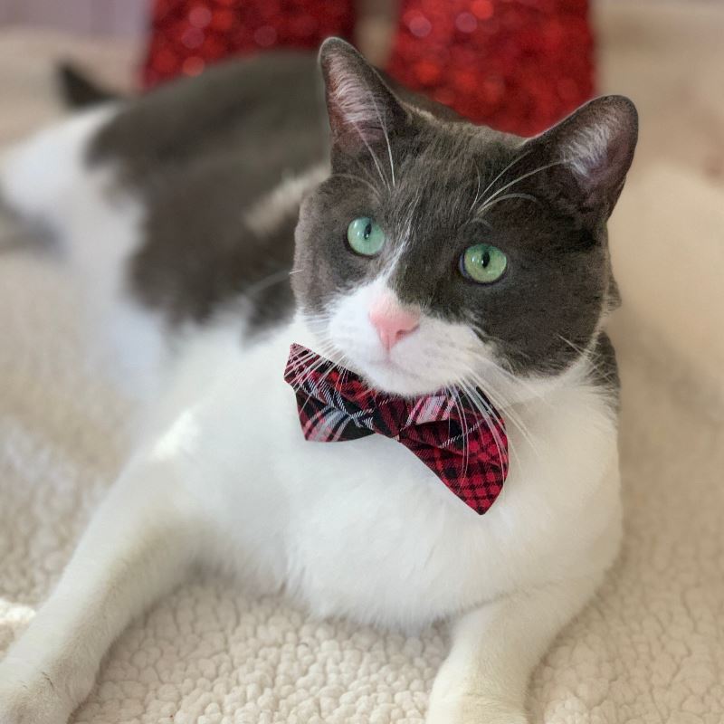 Christmas Cat | Christmas Cat Collar