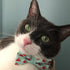 Cat Collar and Bow Tie Set - Mint Cat Collars 