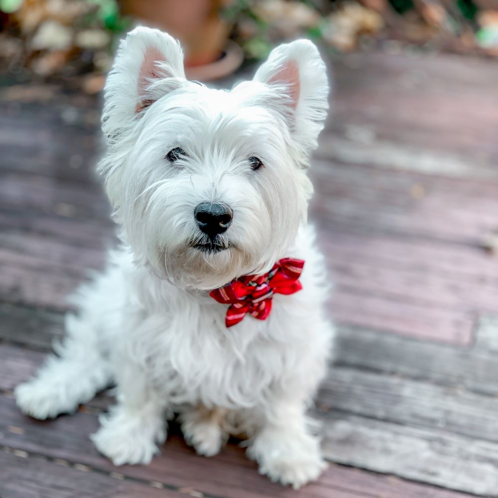 Plaid Dog Collar | Bow Ties for Dogs