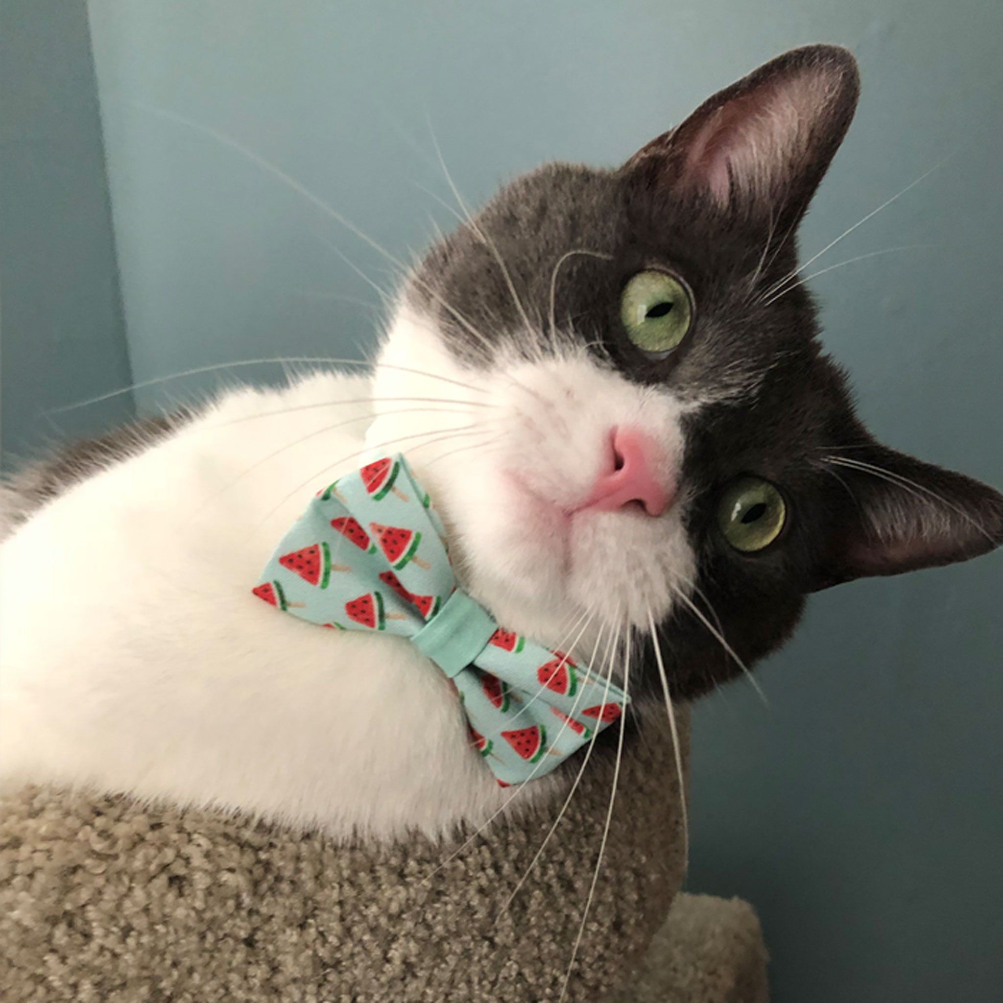 Shop Cute Cat Collars | Watermelon Cat Collar 