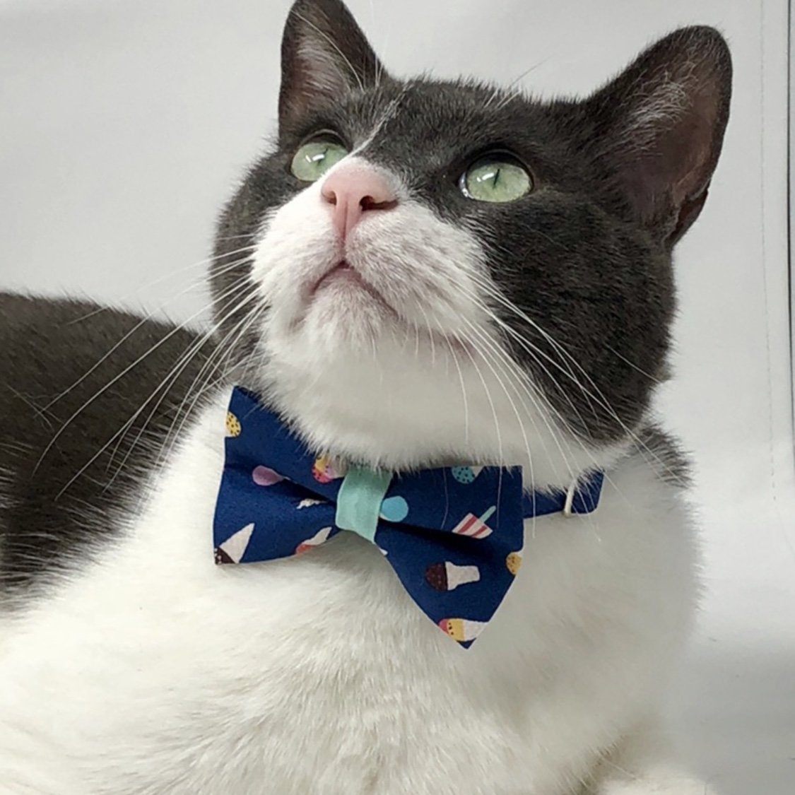 Ice Cream Cat Collar | Shop Cute Cat Collars